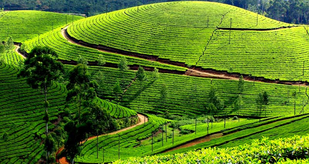 Munnar, Kerala