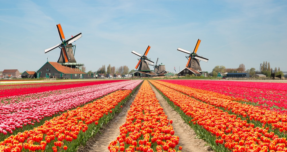 Keukenhof Tulip Gardens, Holland, Europe