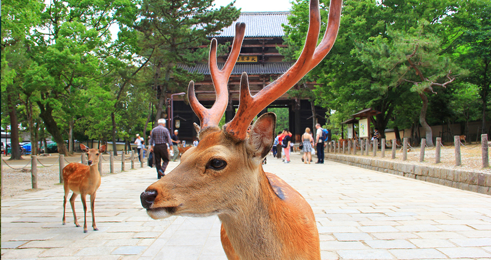 Nara Dear Park, Japan
